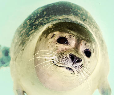 The Coolest Teeth In The Animal Kingdom